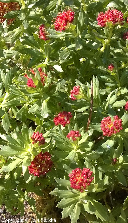 Rhodiola integrifolia, rnsyruusujuuri